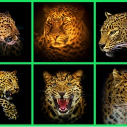 Пазл: Леопарды