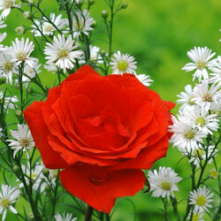 Пазл: Контрасты