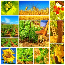 Пазл: Летняя пора