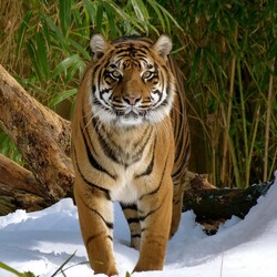 Пазл: Глаза в глаза 