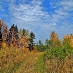 Пазл: Лесная дорога