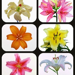 Пазл: Лилии