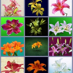 Пазл: Лилии