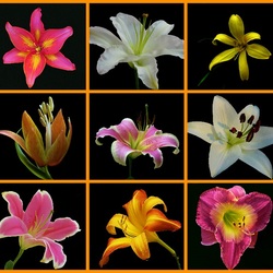 Пазл: Лилии