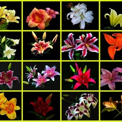 Пазл: Лилии