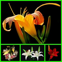 Пазл: Лилии