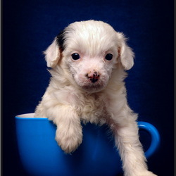 Пазл: Малыш