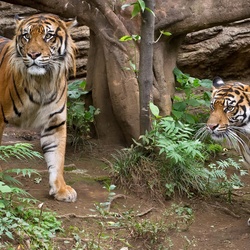 Пазл: Настороже 