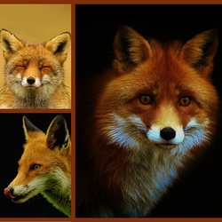 Пазл: Мордочки