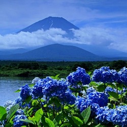 Пазл: Синие гортензии