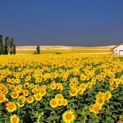 Пазл: Подсолнуховое поле