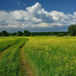 Пазл: Дорога полевая