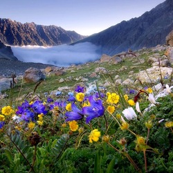 Пазл: Альпийские цветы