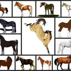 Пазл: Кони