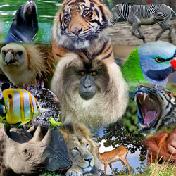 Пазл: Мир животных 