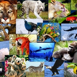 Пазл: В мире животных 