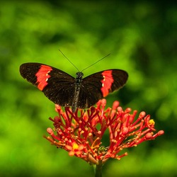 Пазл: Флора и фауна