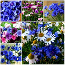 Пазл: Васильки да ромашки