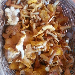 Пазл: Грибы