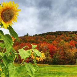 Пазл: Подсолнух 