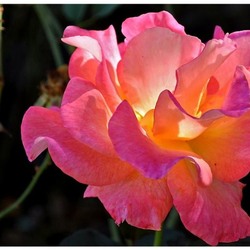 Пазл: Свечение цветка