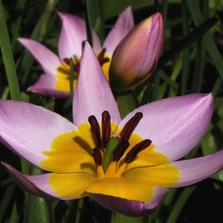 Пазл: Голландские тюльпаны