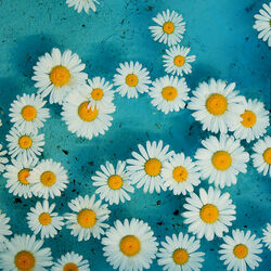 Пазл: Ромашки