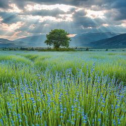 Пазл: Летнее поле