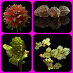 Пазл: Макро