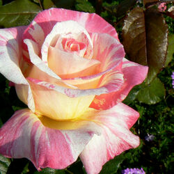 Пазл: Утренняя роза