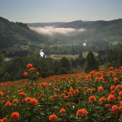 Пазл: Цветочное поле