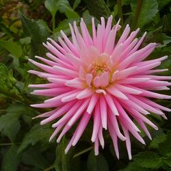 Пазл: Георгин 