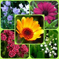 Пазл: Композиция