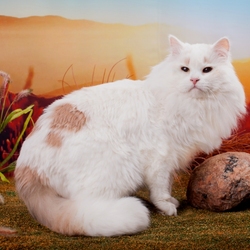 Пазл: Сибирский кот