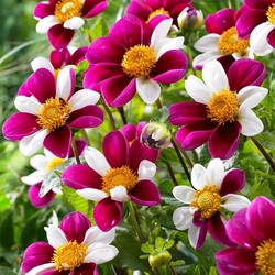 Пазл: Пестрые георгины