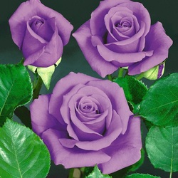 Пазл: Розы в саду моей души