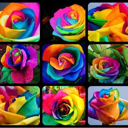 Пазл: Розы