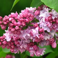 Пазл: Сирень