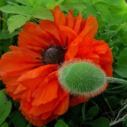 Пазл: Маков цвет