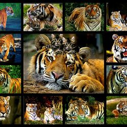 Пазл: Тигры 