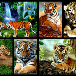 Пазл: Тигры 