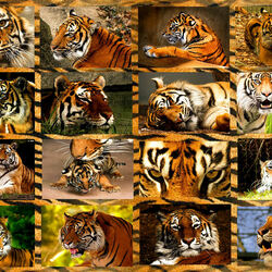 Пазл: Тигры  