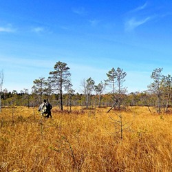 Пазл: Сибирские болота