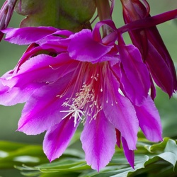 Пазл: Эпифилум