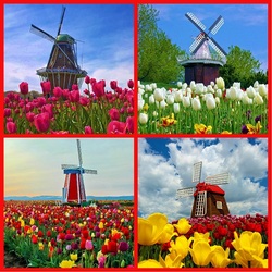 Пазл: Мельницы в тюльпанах