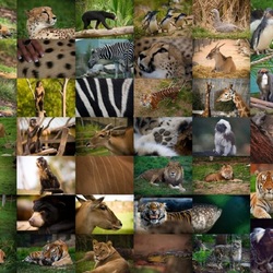 Пазл: Животный мир    