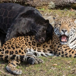 Пазл: Ягуары  