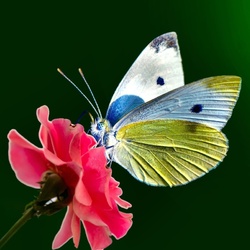 Пазл: Бабочка