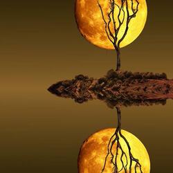 Пазл: Полнолуние        