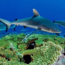 Пазл: Обитатели морей